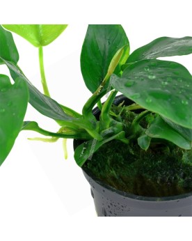 Anubias Nana en Pot